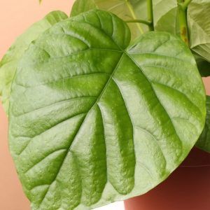 Cây Sung Tình Yêu Lá Lớn (cây nội thất)