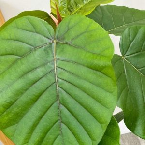 Cây Sung Tình Yêu Lá Lớn (cây nội thất)