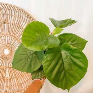 Cây Sung Tình Yêu Lá Lớn (cây nội thất)