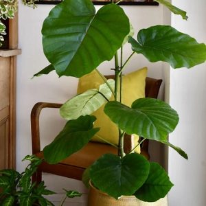 Cây Sung Tình Yêu Lá Lớn (cây nội thất)Cây Sung Tình Yêu Lá Lớn (cây nội thất)