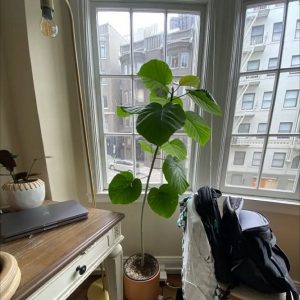 Cây Sung Tình Yêu Lá Lớn (cây nội thất)