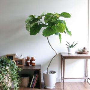 Cây Sung Tình Yêu Lá Lớn (cây nội thất)