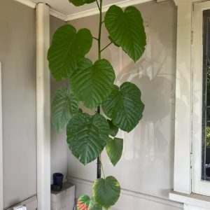 Cây Sung Tình Yêu Lá Lớn (cây nội thất)