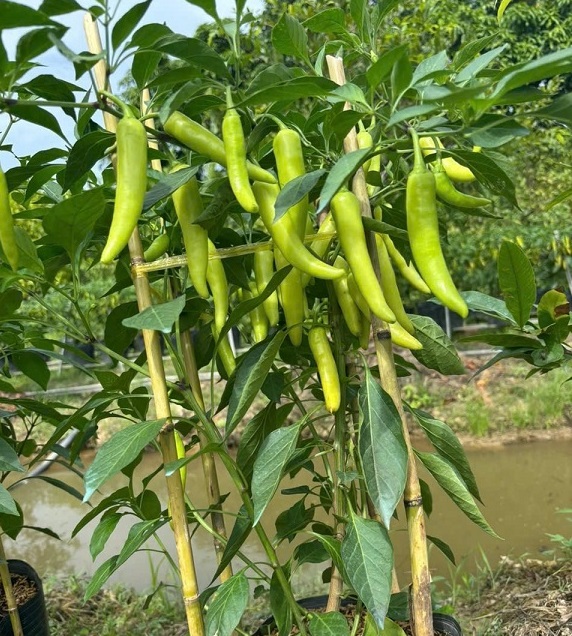 Công dụng của ớt sừng trâu