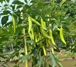 Công dụng của ớt sừng trâu