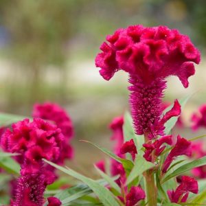 Hoa mào gà chưng tết