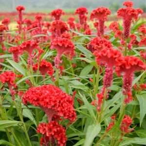 Hoa mào gà chưng tết