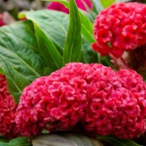 Hoa mào gà chưng tết