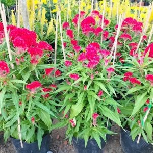 Hoa mào gà chưng tết