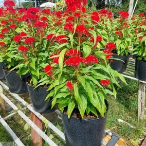 Hoa mào gà chưng tết