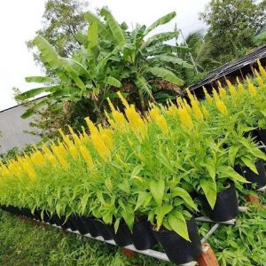 Hoa Mào Gà Phụng Vỹ Chưng Tết