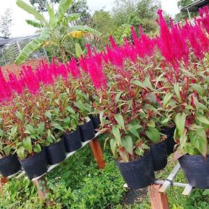 Hoa Mào Gà Phụng Vỹ Chưng Tết