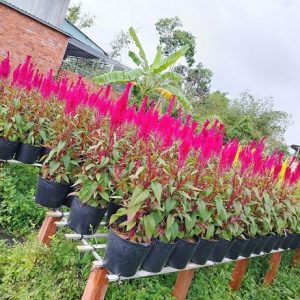 Hoa Mào Gà Phụng Vỹ Chưng Tết