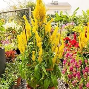 Hoa Mào Gà Phụng Vỹ Chưng Tết