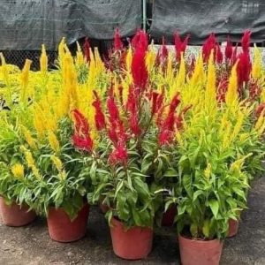 Hoa Mào Gà Phụng Vỹ Chưng Tết