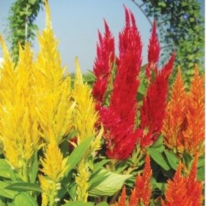 Hoa Mào Gà Phụng Vỹ Chưng Tết