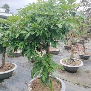 Nhãn tiêu trồng chậu