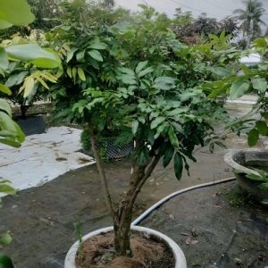 Nhãn tiêu trồng chậu