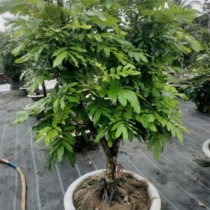 Nhãn tiêu trồng chậu