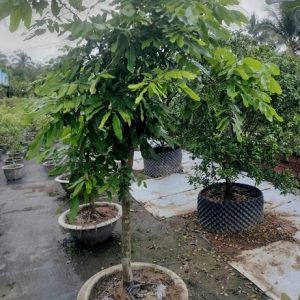 Nhãn tiêu trồng chậu