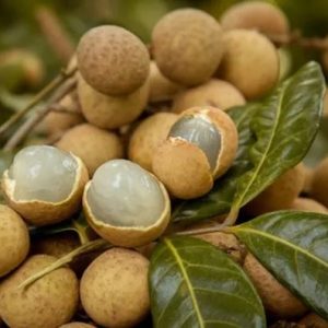 Nhãn tiêu trồng chậu