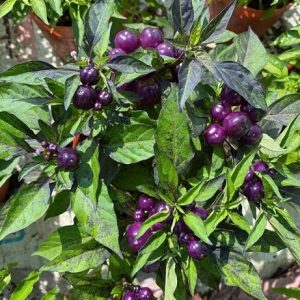 Cây Ớt Tím Trái Tròn