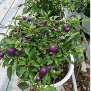 Cây Ớt Tím Trái Tròn