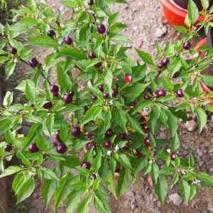 Cây Ớt Tím Trái Tròn