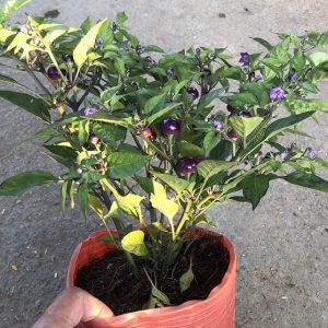 Cây Ớt Tím Trái Tròn