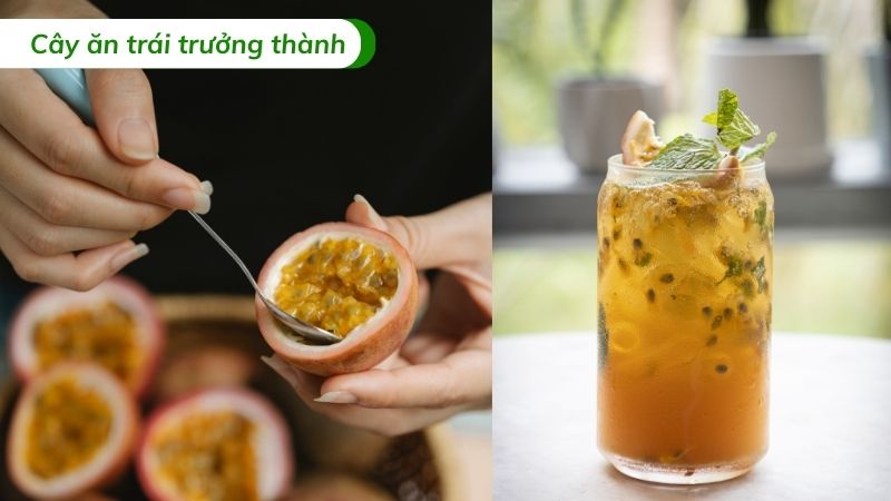 công dụng trái chanh dây