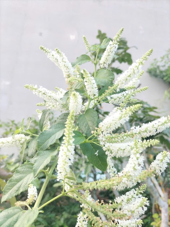 Ý Nghĩa Của Hoa Bạch Trầm Hương