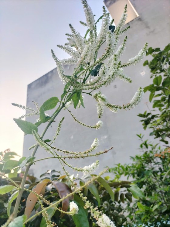 Ý Nghĩa Của Hoa Bạch Trầm Hương