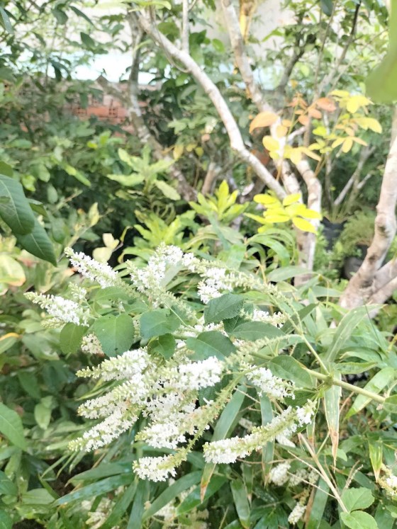 Ý Nghĩa Của Hoa Bạch Trầm Hương