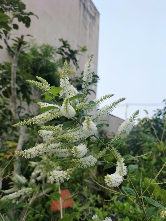 Ý Nghĩa Của Hoa Bạch Trầm Hương