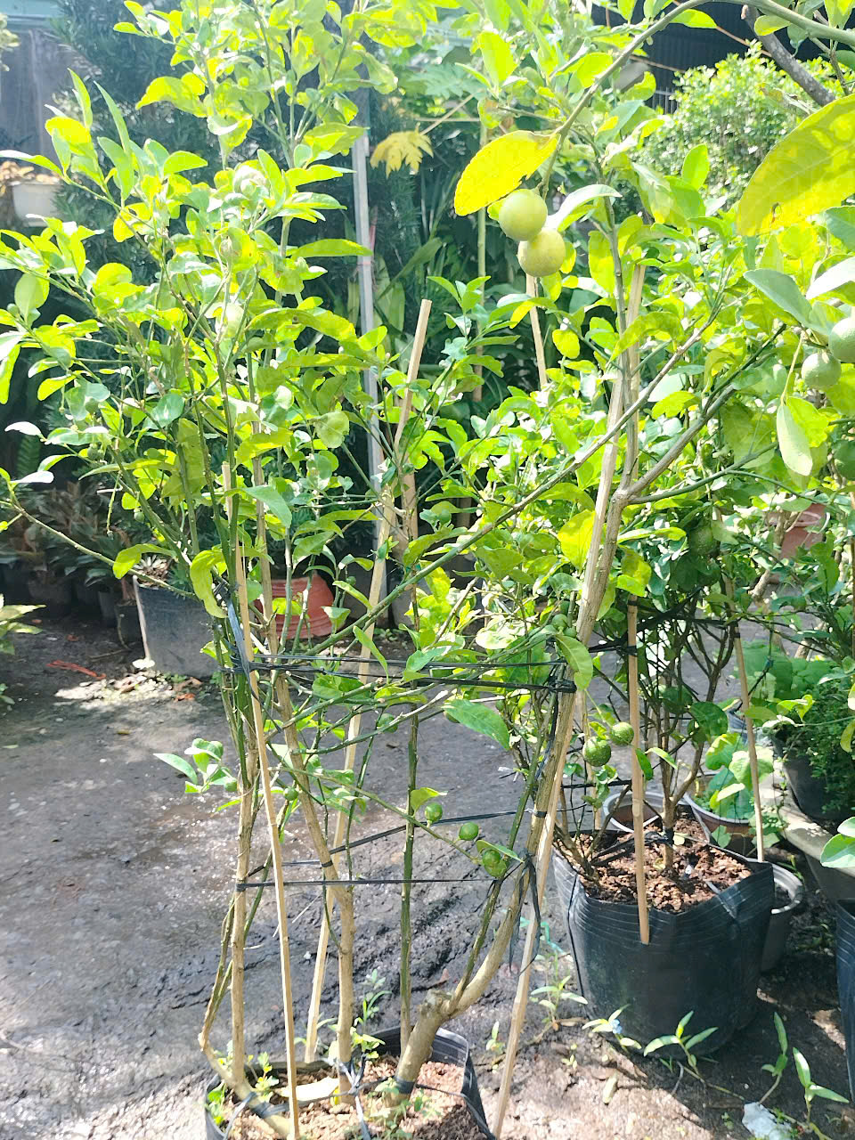 giống cây chanh giấy