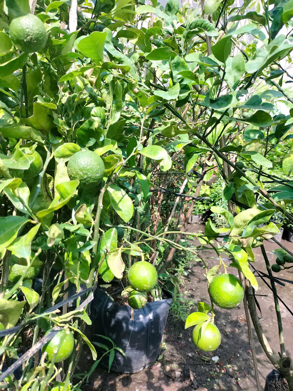 giống cây chanh giấy