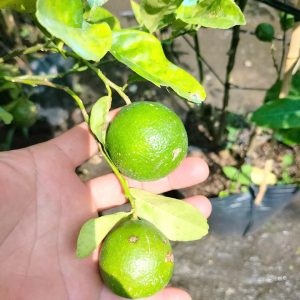 giống cây chanh giấy