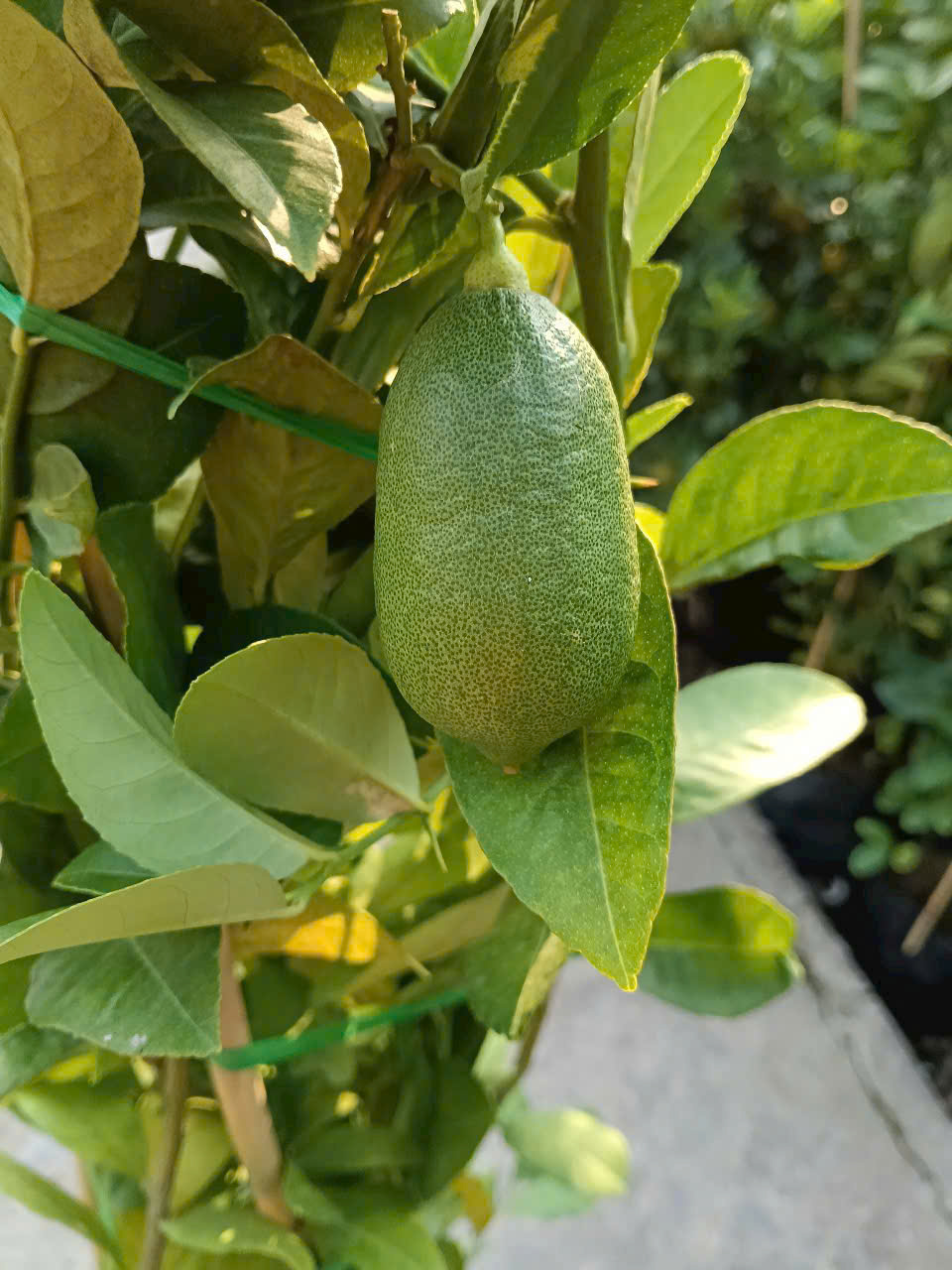 chanh mỹ trái dài