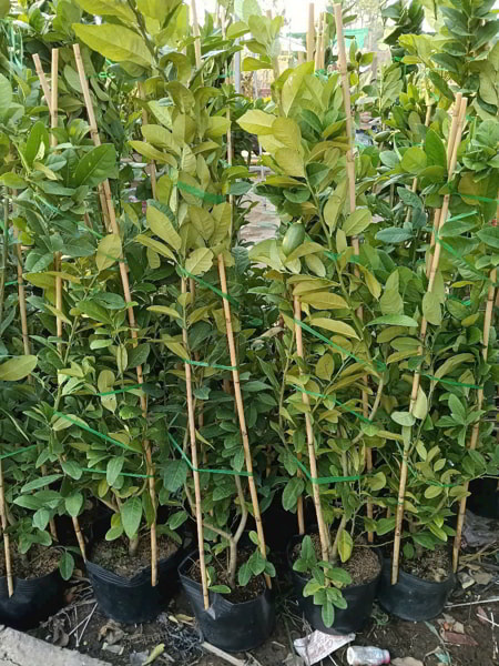 chanh mỹ trái dài