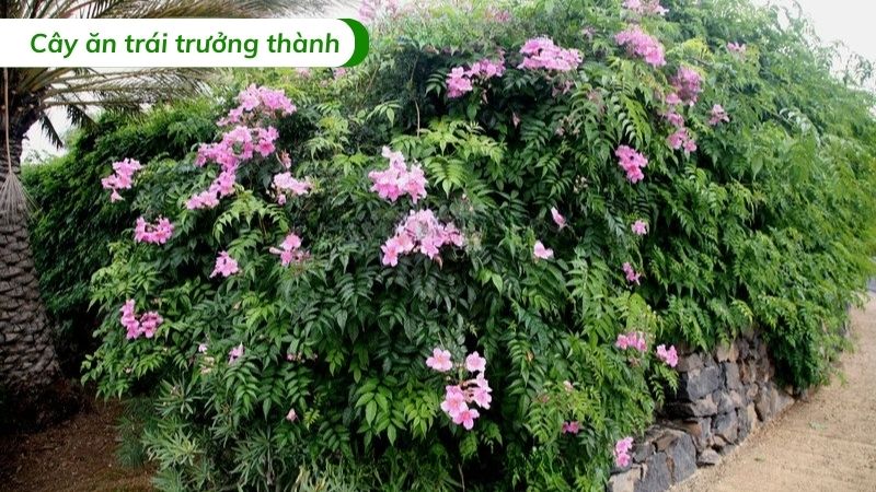 cây hồng leo thiên hương leo giàn