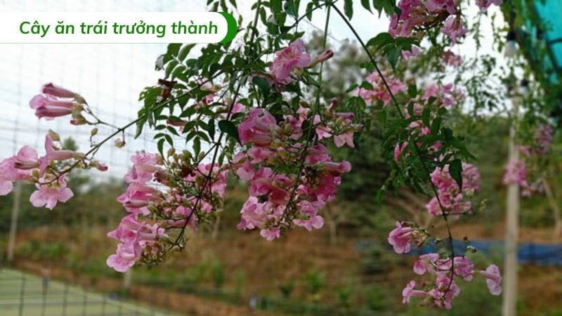 cây hồng leo thiên hương leo giàn