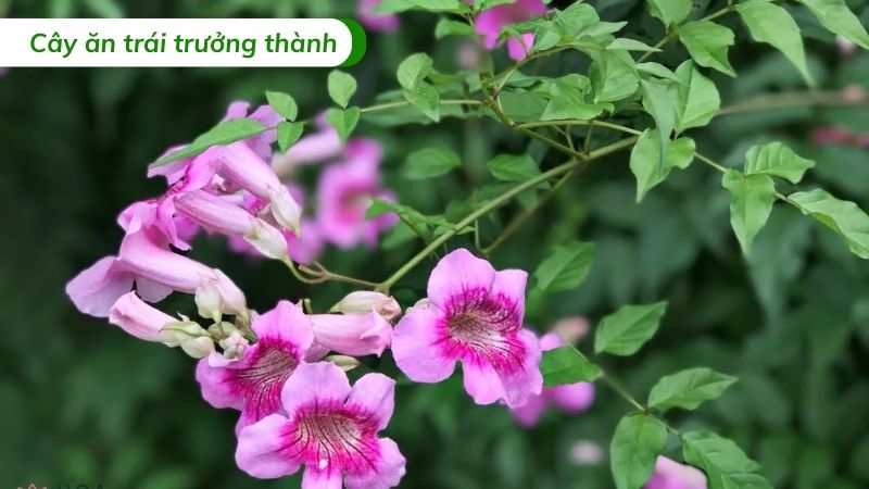 cây hồng leo thiên hương leo giàn