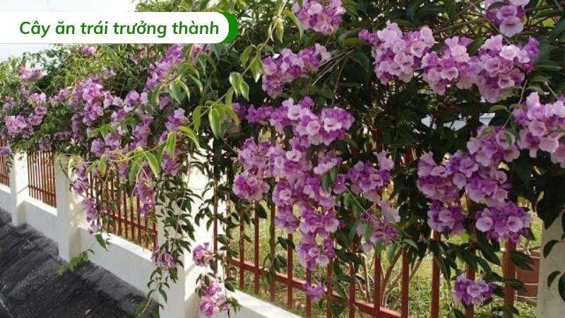 cây hồng leo thiên hương leo giàn