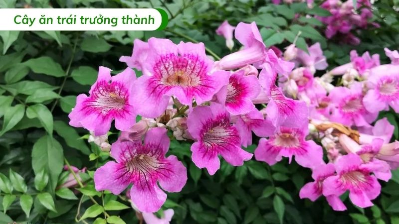 cây hồng leo thiên hương leo giàn