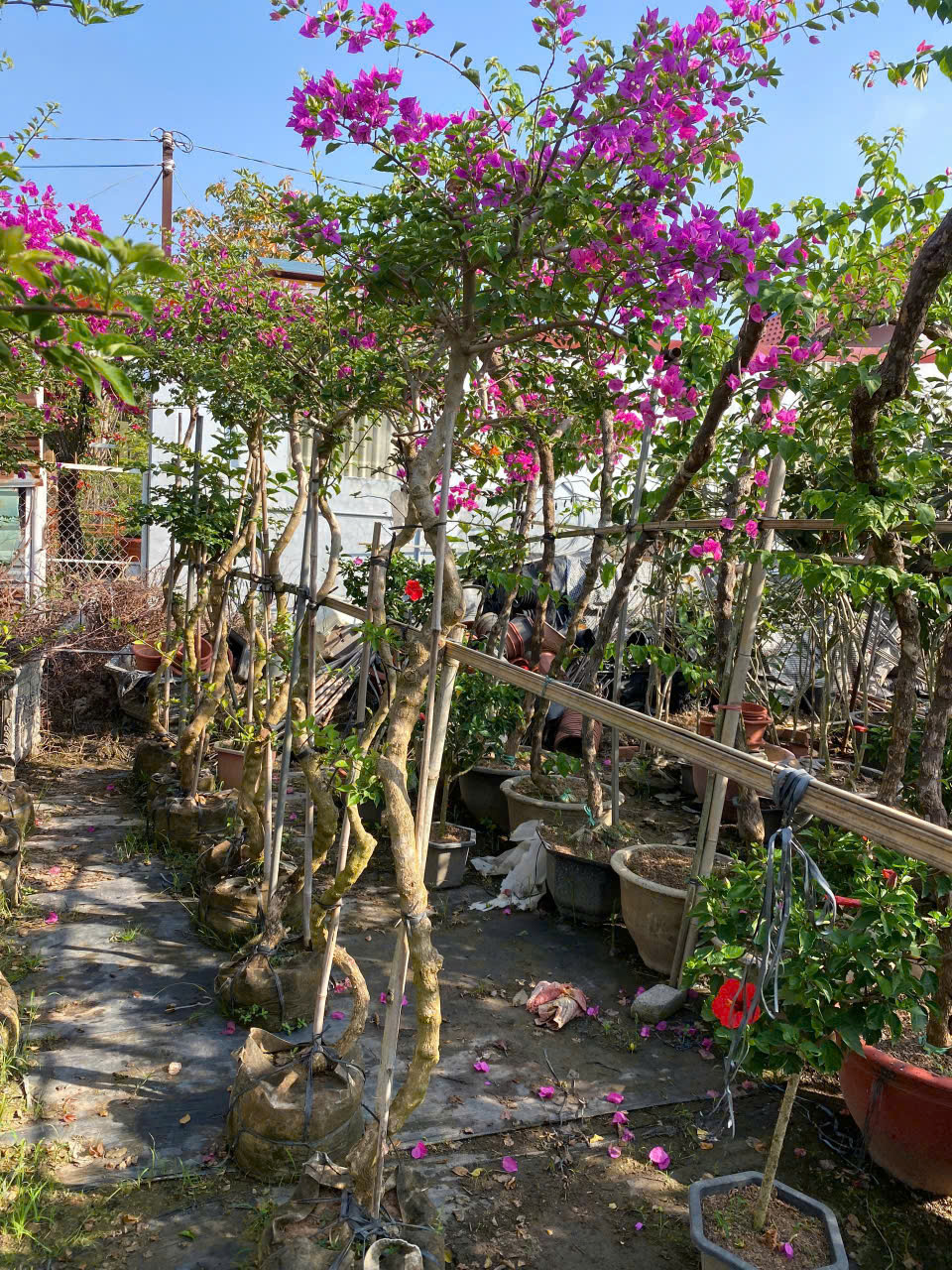 hoa giấy leo giàn màu tím huế