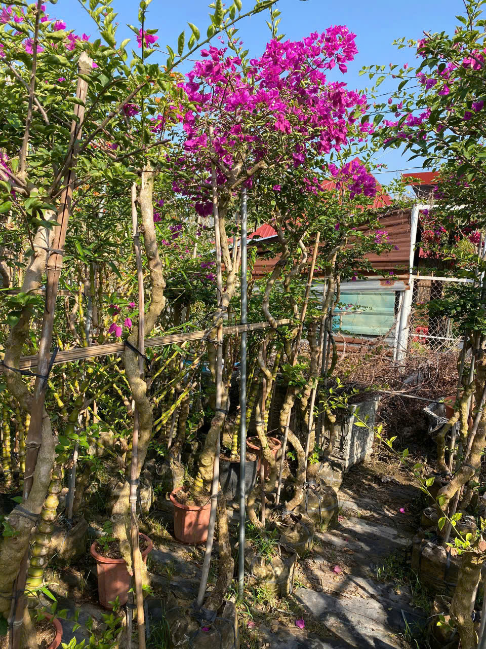 hoa giấy leo giàn màu tím huế