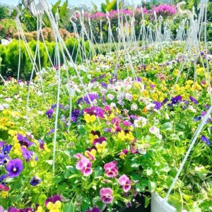 hoa Viola - hoa cánh bướm Pansy