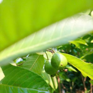 ổi tân châu ruột đỏ gốc lớn