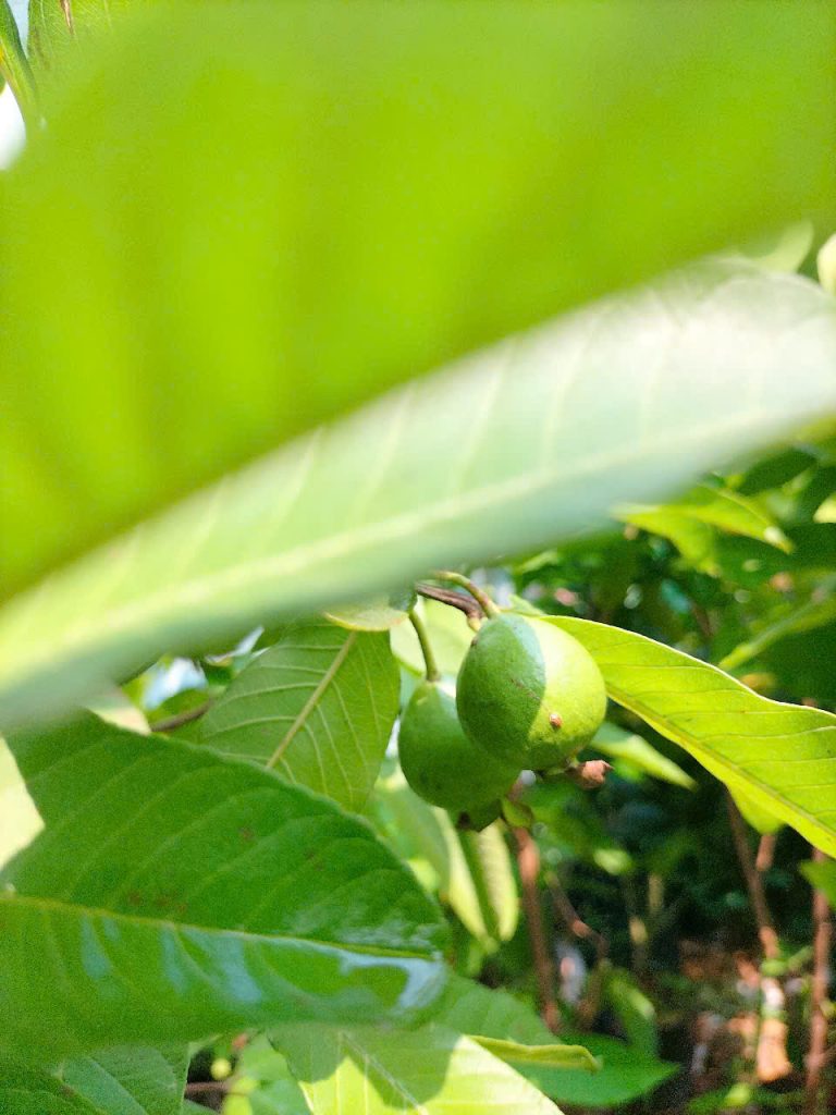 ổi tân châu ruột đỏ gốc lớn