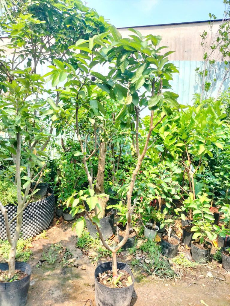 ổi tân châu ruột đỏ gốc lớn